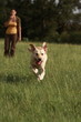 Frau mit Labrador-Retriever beim Dummytraining