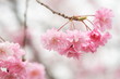 八重桜　double cherry blossoms