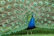 Foto: Peacock Peacock