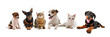 jeunes animaux de compagnie