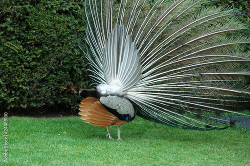 Foto: Peacock in turn Peacock in turn