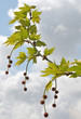 Plane-tree