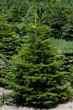 Tannenbaum