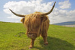 Highland Cow