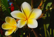 Frangipani