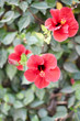 Hibiscus .