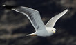 Seagull