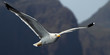 Seagull