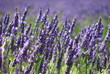Lavendula