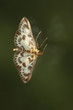 Brennesselzünsler - Eurrhypara hortulata