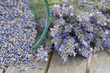 Lavender bouquet and a glass full of seeds