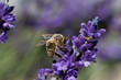 Biene auf Lavendelblüte