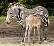 Zebra Calf Feeding Zebra Calf Feeding