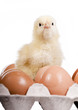 Baby chick on  eggs in egg carton