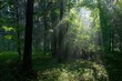 Sunbeam entering rich deciduous forest Sunbeam entering rich deciduous forest