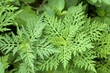 Ambrosia; Beifu§-Ambrosie Ambrosia; Beifu§-Ambrosie
