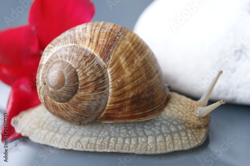 Photo: Weinbergschnecke Weinbergschnecke