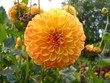 Dahlie