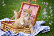 Katzenbaby im Picknickkorb mit Seifenblasen