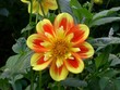 Dahlie - 2