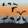 Storks vector