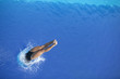 dive into the water