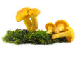 Speisepilze: Pfifferlinge
