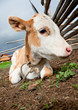 The young calf The young calf