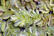 Water plants