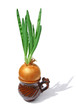 Onions