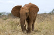Elefant in Kenia, Afrika