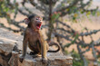 Baby-Affe