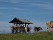 Kuhunterstand auf der Alm