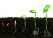 Bean sprout germination