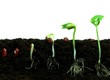 Germination of bean seeds in sequence