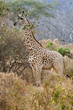 Giraffe in Kenia Afrika
