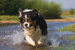 Australian Sheperd voller Dynamik