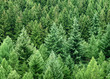 Nadelwald