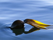 Floating Kelp illuminated by setting sun.
