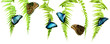 Blue Morpho butterflies