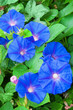 bindweed bindweed