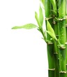 Bamboo