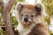 Photo: Koala portrait Koala portrait