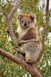 Photo: Wild Koala in gumtree Wild Koala in gumtree
