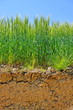 vue transversale d'un champ de blé vue transversale d'un champ de blé
