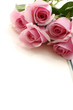 Border of multiple pink roses