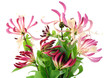 Decorative Honeysuckle flowers Decorative Honeysuckle flowers