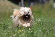 lhassa apso dynamique lhassa apso dynamique