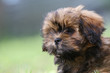 jolie tête du chiot lhassa apso jolie tête du chiot lhassa apso