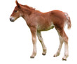 colt in the ground